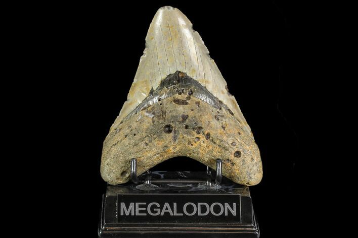 Large, Fossil Megalodon Tooth - North Carolina #108947